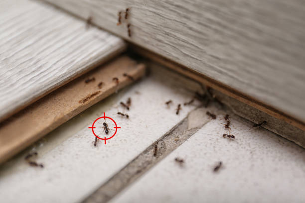 Spider Control Near Me in Torrington, CT