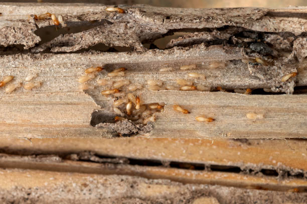 Best Wasp Removal Services  in Torrington, CT