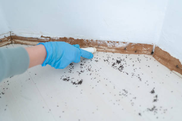 Best Affordable Pest Control Services  in Torrington, CT